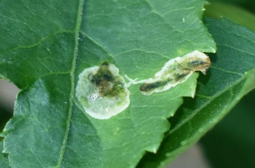 Liriomyza amoena